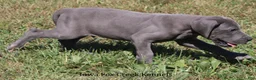 Great Dane dogs for sale: Sarge - Ad 14