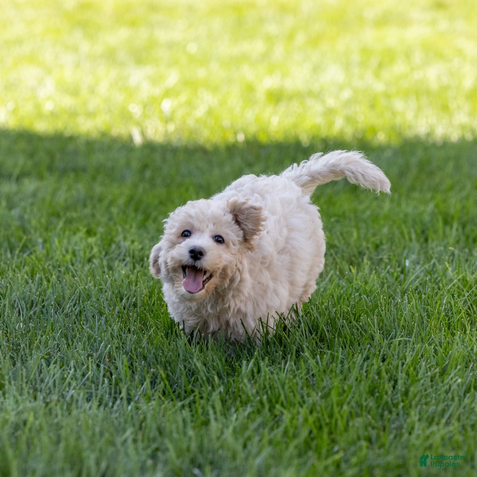 Bichpoo dogs Cricket - Ad 1