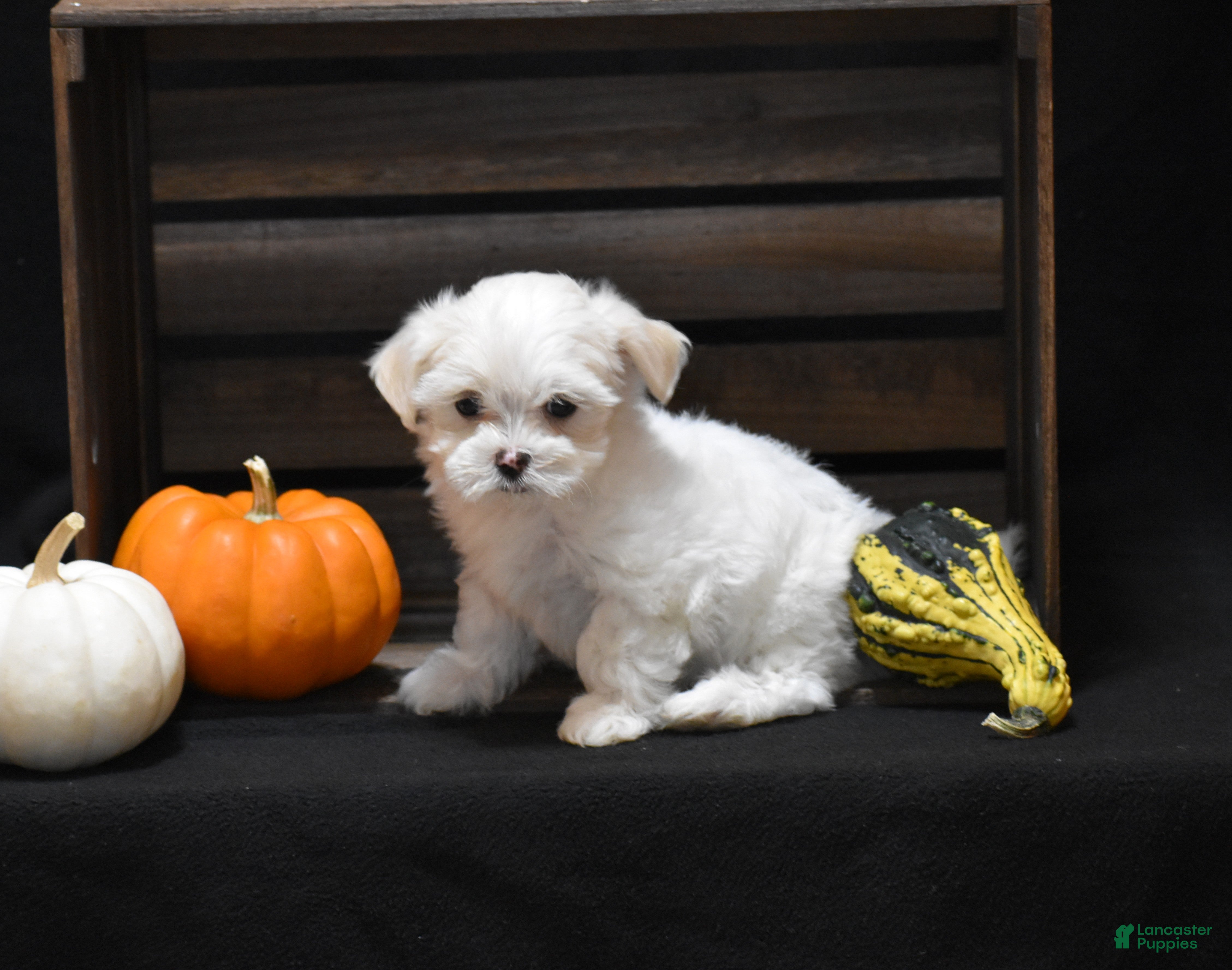 Maltese dogs Emmy - Ad 2