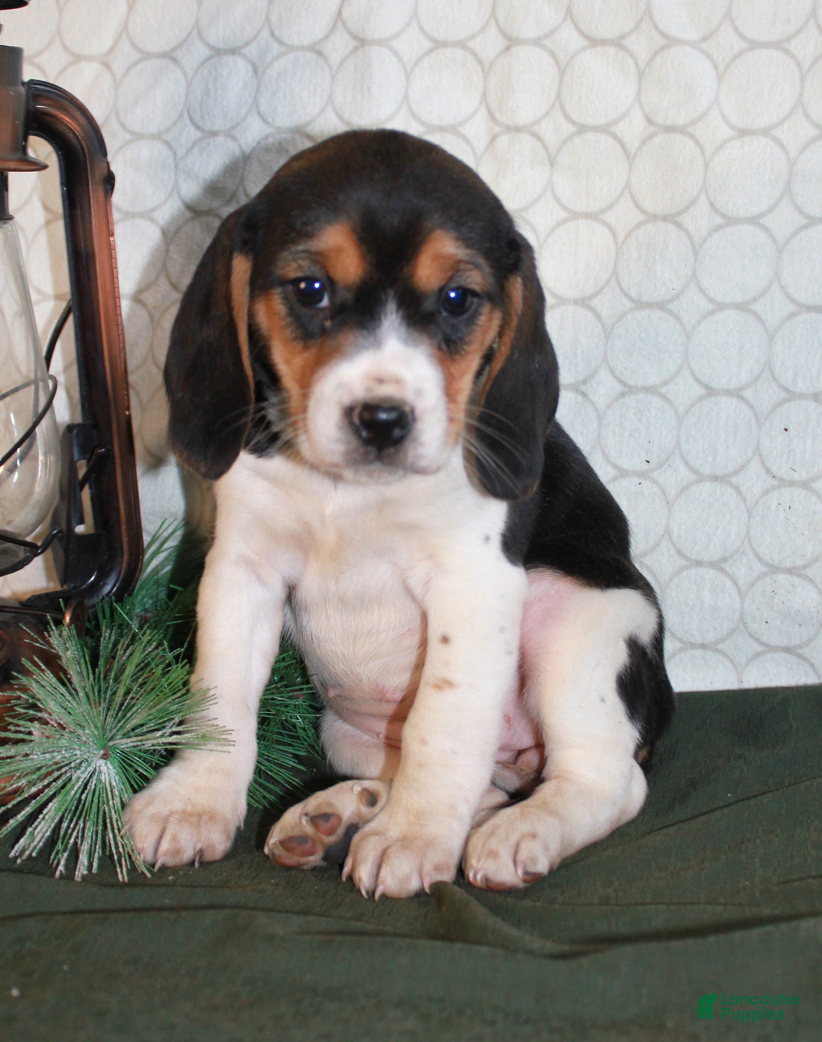 Beagle dogs Molly - Ad 11