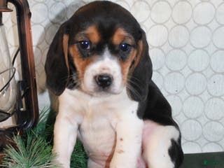 Beagle dogs Molly - Ad 11