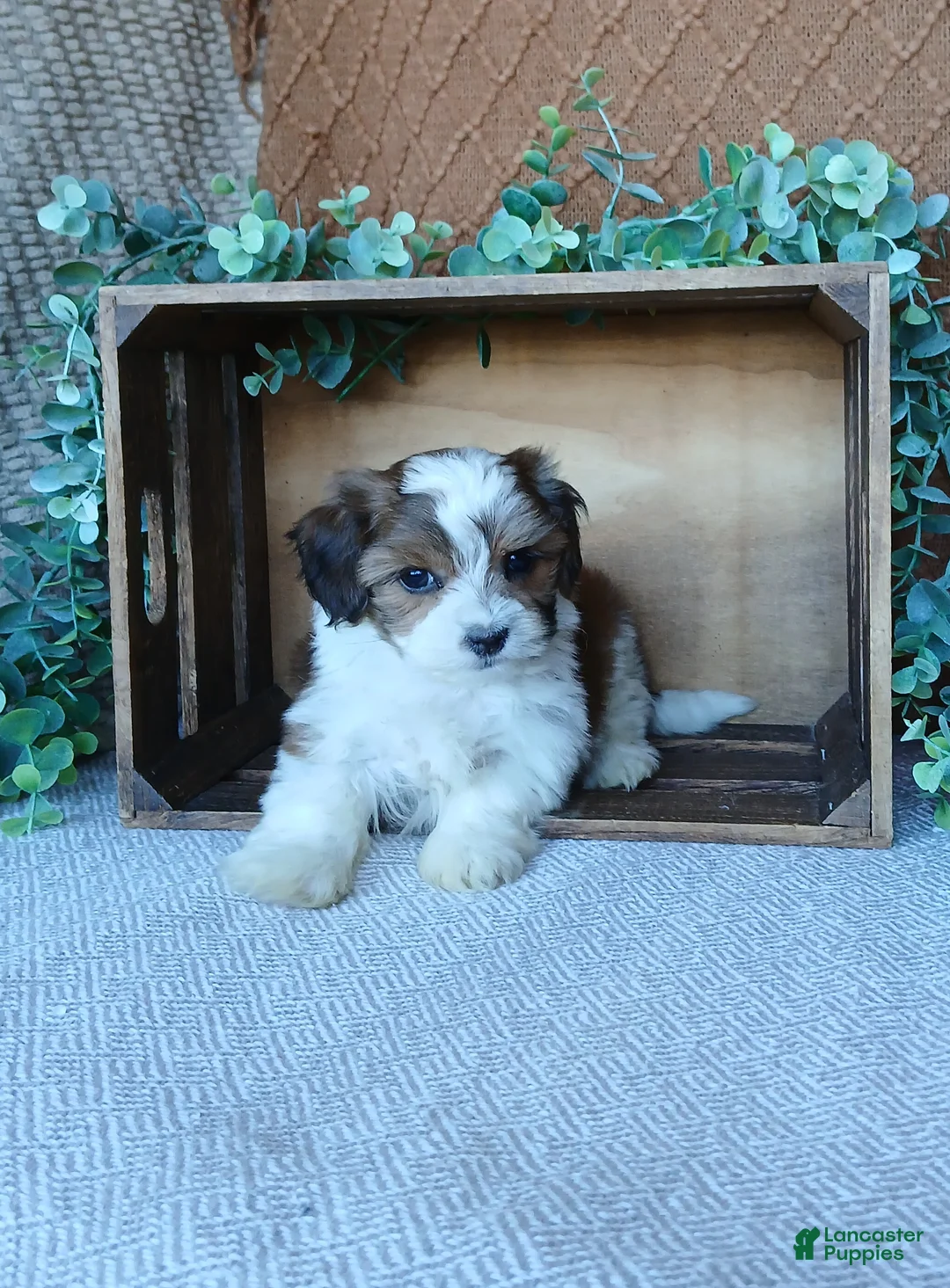 Havanese dogs for sale: Precious  - Ad 2