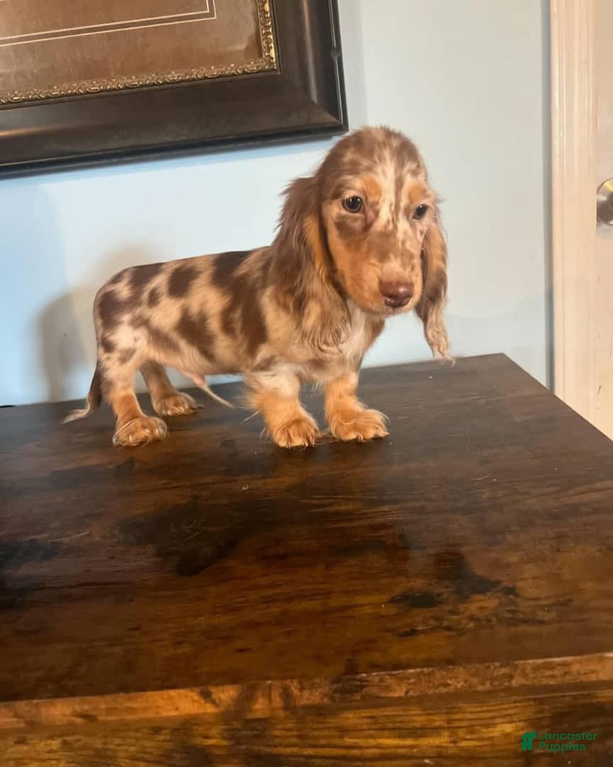Miniature Dachshund dogs  Puppy 1 - Ad 7