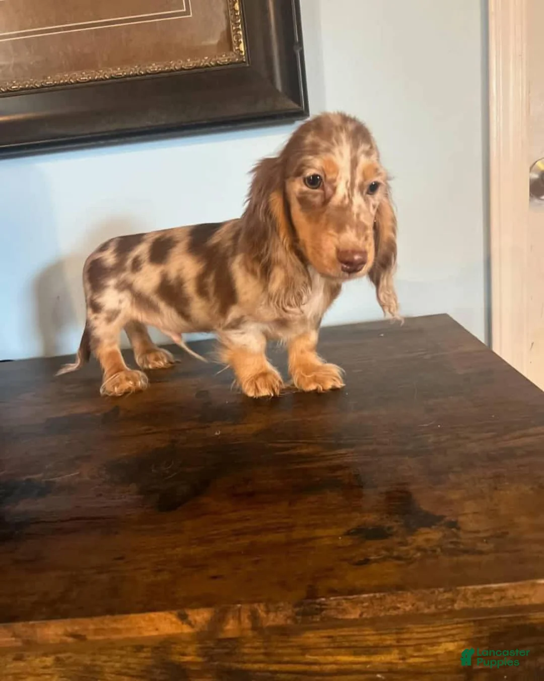 Miniature Dachshund dogs for sale:  Puppy 1 - Ad 1