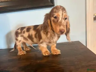 Miniature Dachshund dogs Puppy 1 - Ad 7