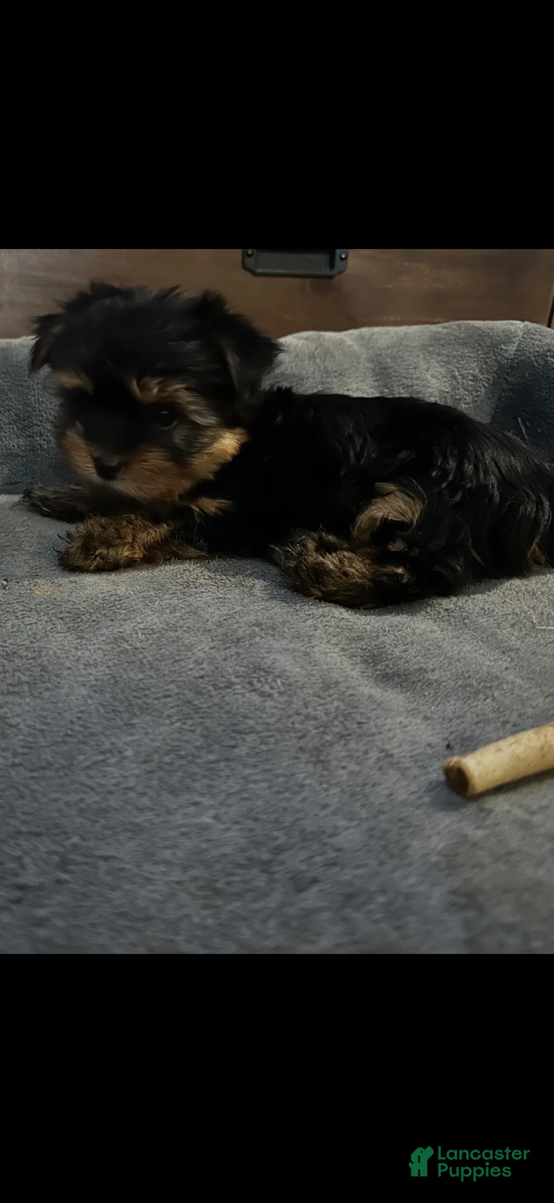 Yorkshire Terrier dogs for sale: Yorkshire Terrier Puppy 1 - Ad 9