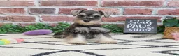 Miniature Schnauzer dogs for sale: Ava  - Ad 4