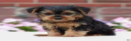Yorkshire Terrier dogs for sale: Joey  - Ad 3