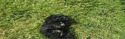 Mini Goldendoodle dogs for sale: Kira - Ad 4