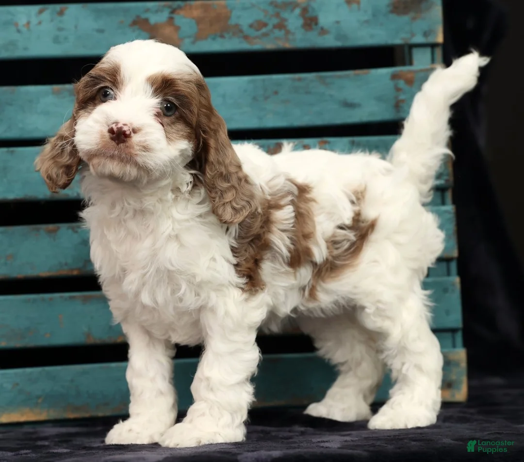 Cavapoo dogs for sale: Serena - Ad 1