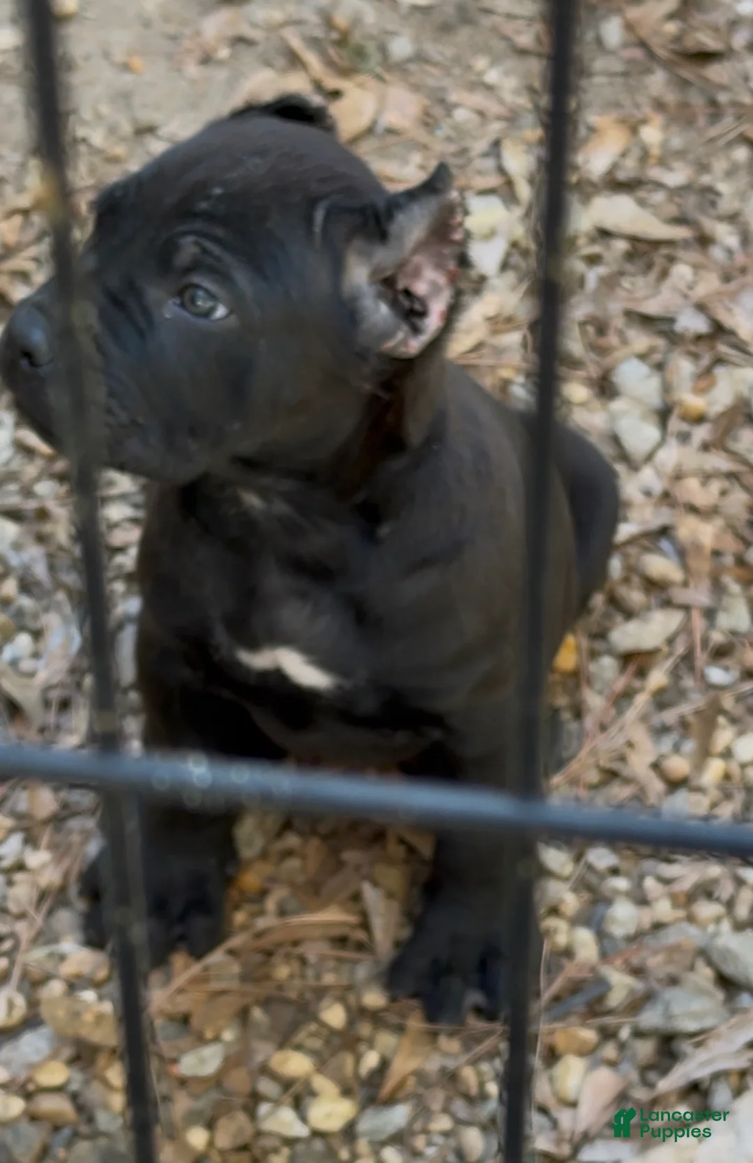 Cane Corso dogs for sale: Cane Corso beautiful  - Ad 2