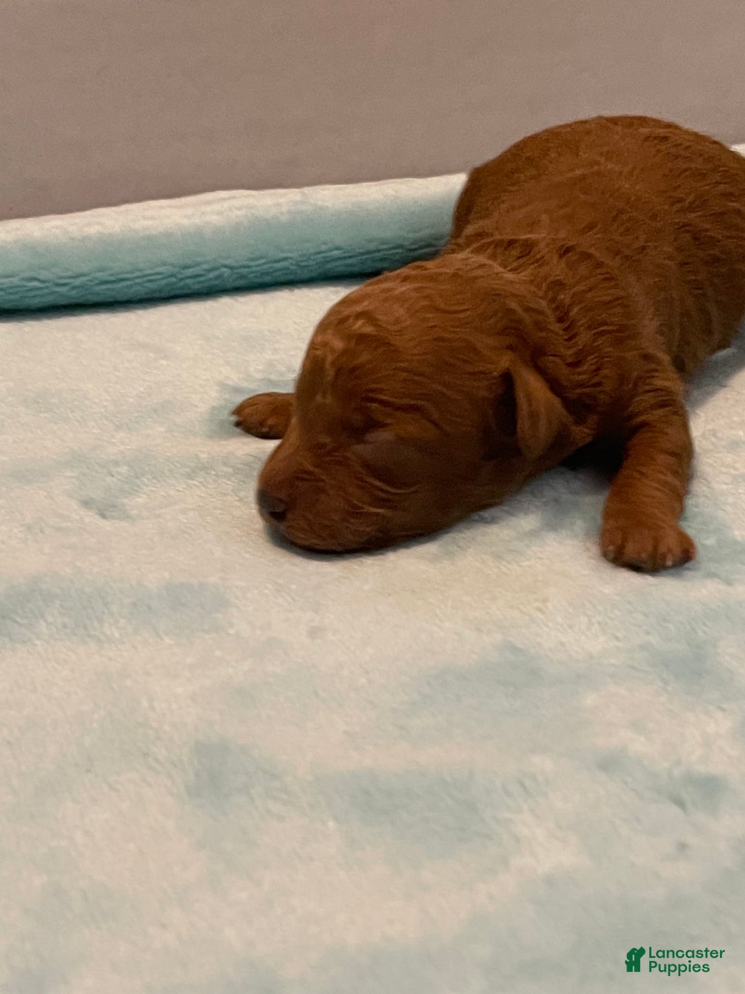 Toy Poodle dogs for sale: Toy Poodle Puppy 1 - Ad 1