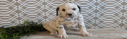 Dalmatian dogs for sale: Teddy - Ad 4
