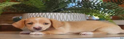 Miniature Dachshund dogs for sale: Ranger - Ad 3