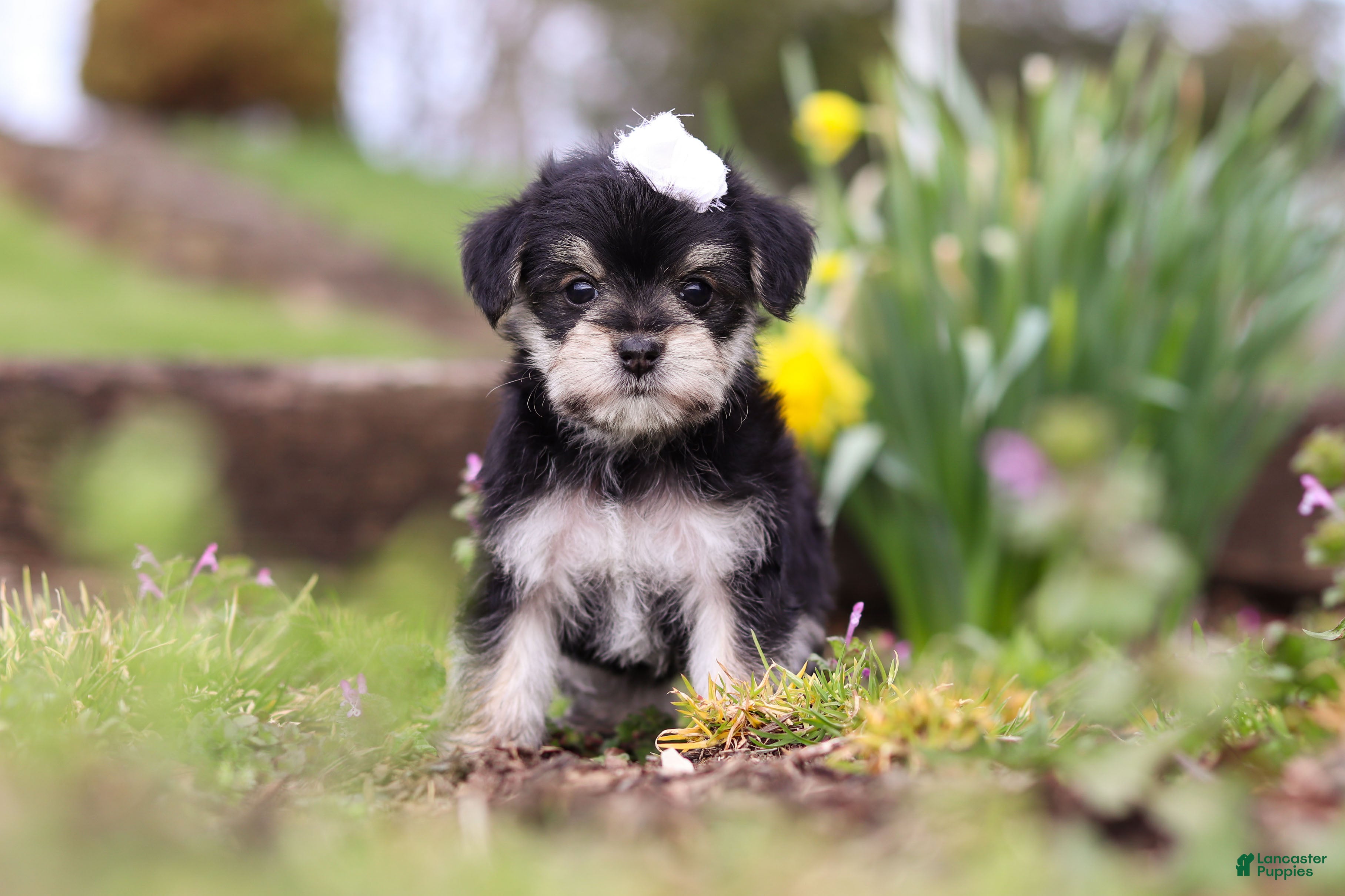 Morkie dogs Layla - Ad 1