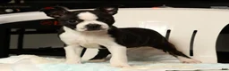 Boston Terrier dogs for sale: Rosie - Ad 8