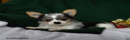 Yorkshire Terrier dogs for sale: Oreo - Ad 5