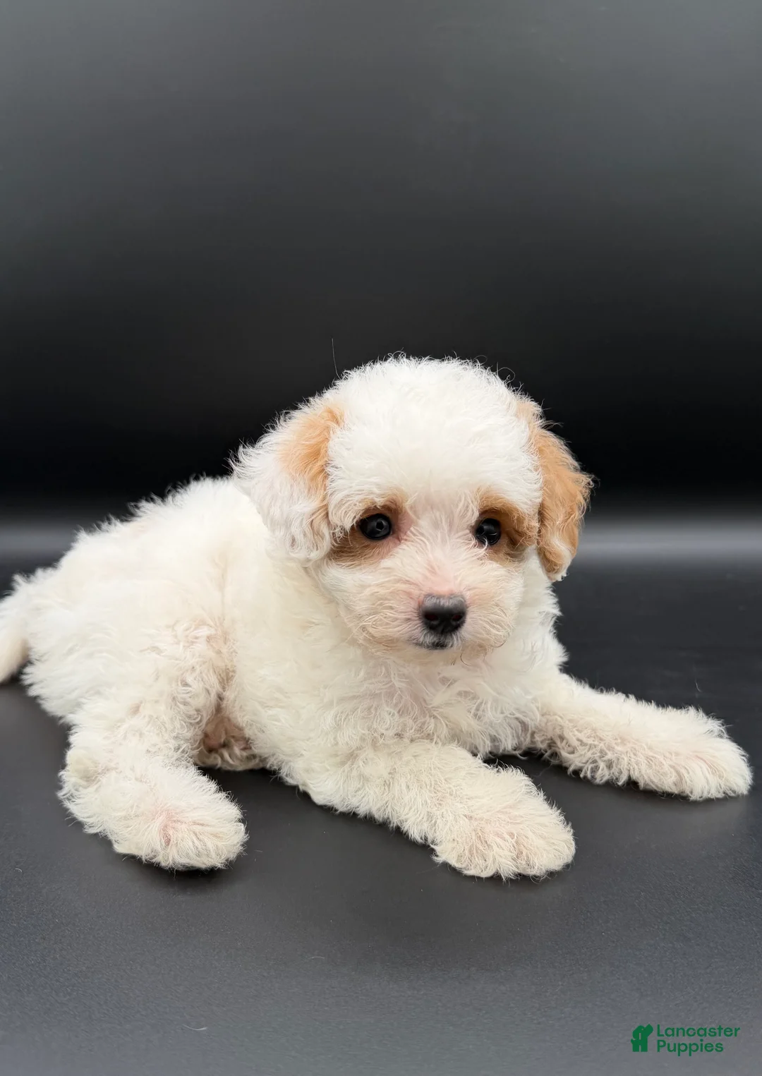 Mini Goldendoodle dogs for sale: poppy - Ad 2