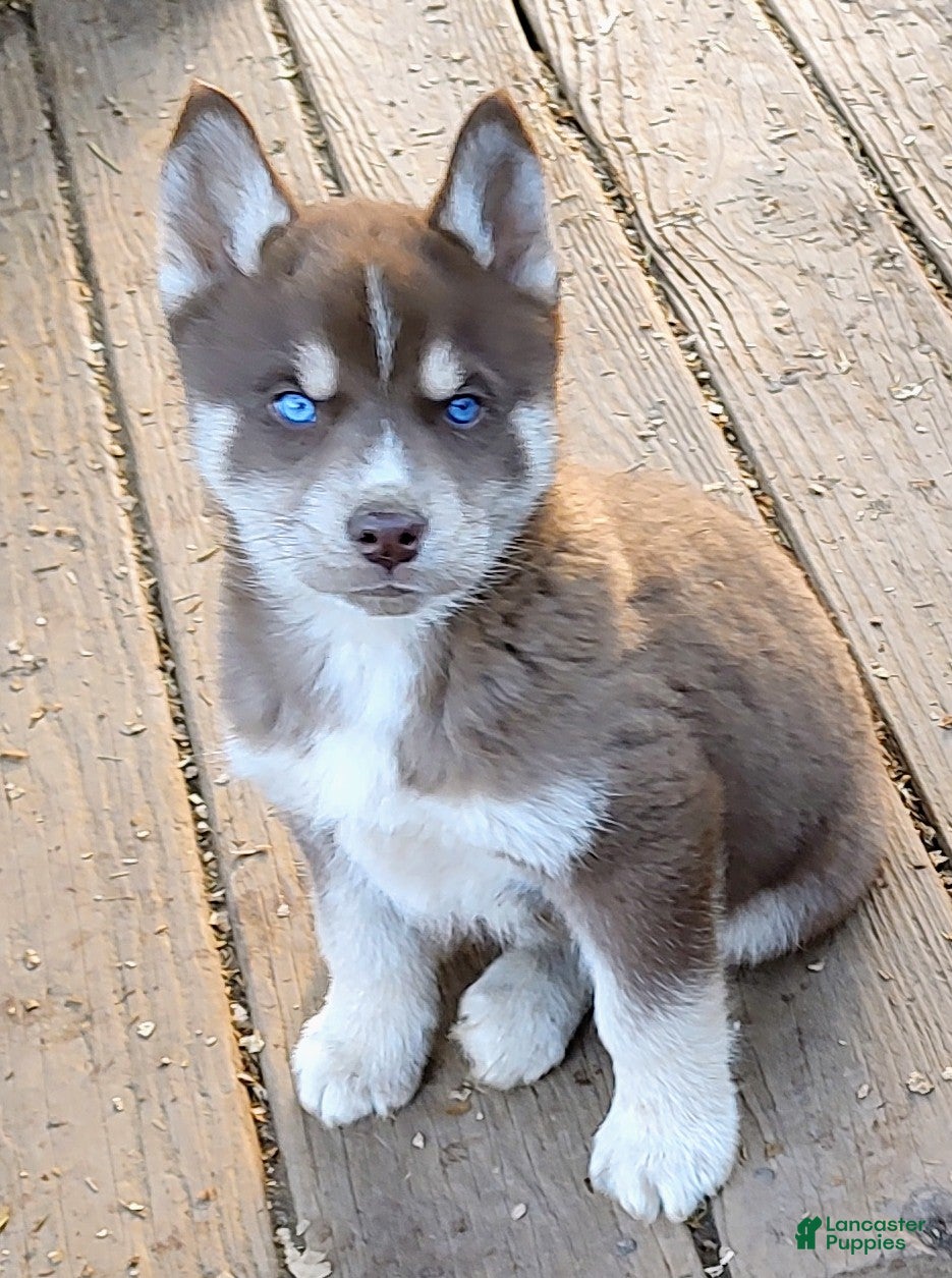 Siberian Husky dogs Siberian Husky Puppy 2 - Ad 40