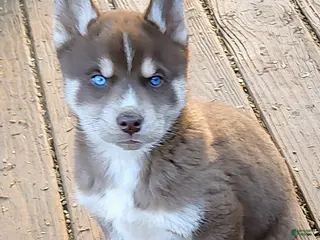 Siberian Husky dogs Siberian Husky Puppy 2 - Ad 40