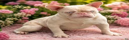 French Bulldog dogs for sale:  Ewok - Ad 7