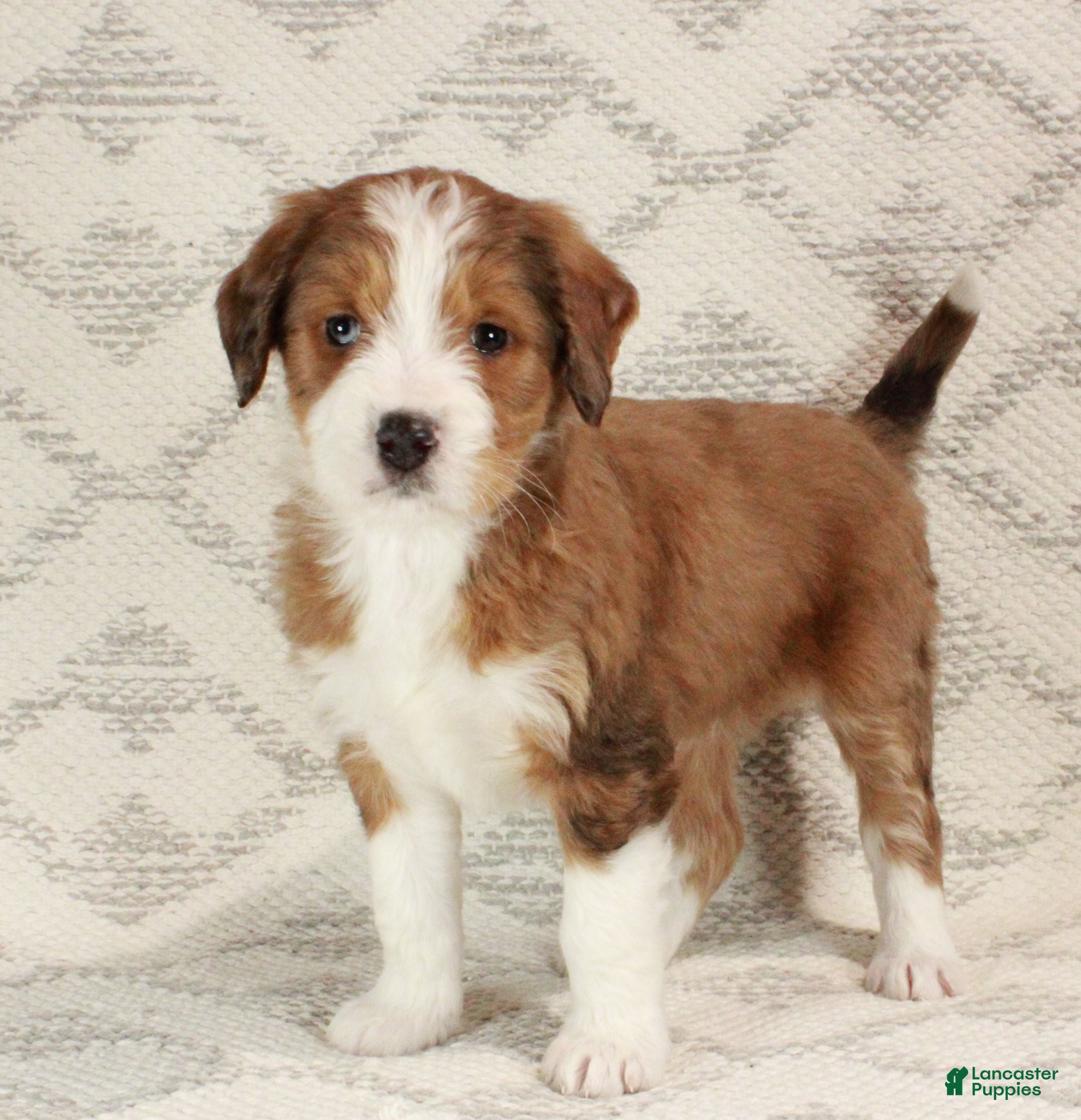 Bernedoodle dogs Sophie  - Ad 3