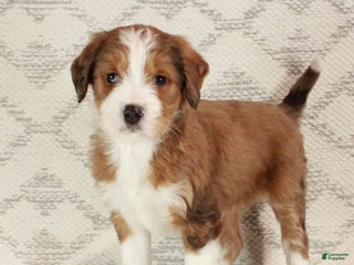 Bernedoodle dogs Sophie - Ad 3