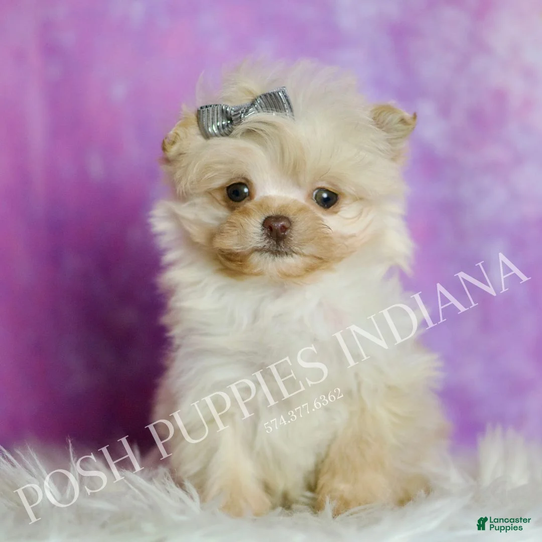 Pomapoo dogs for sale: Nugget - Ad 2