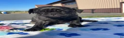 Pug dogs for sale: Pongo - Ad 1