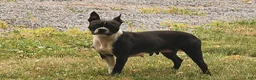 Boston Terrier dogs for sale: Lola  - Ad 6