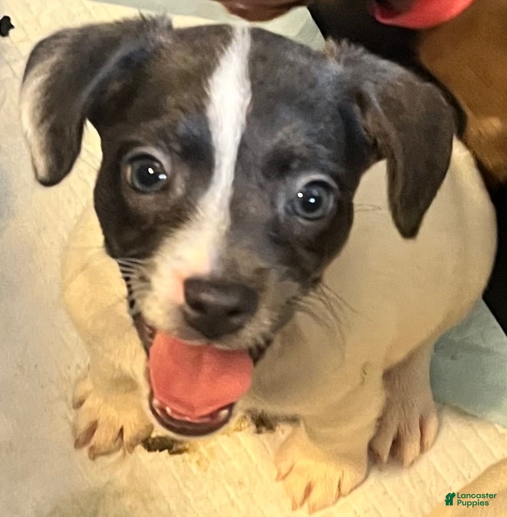 Mixed Breed dogs Bluey - Ad 1