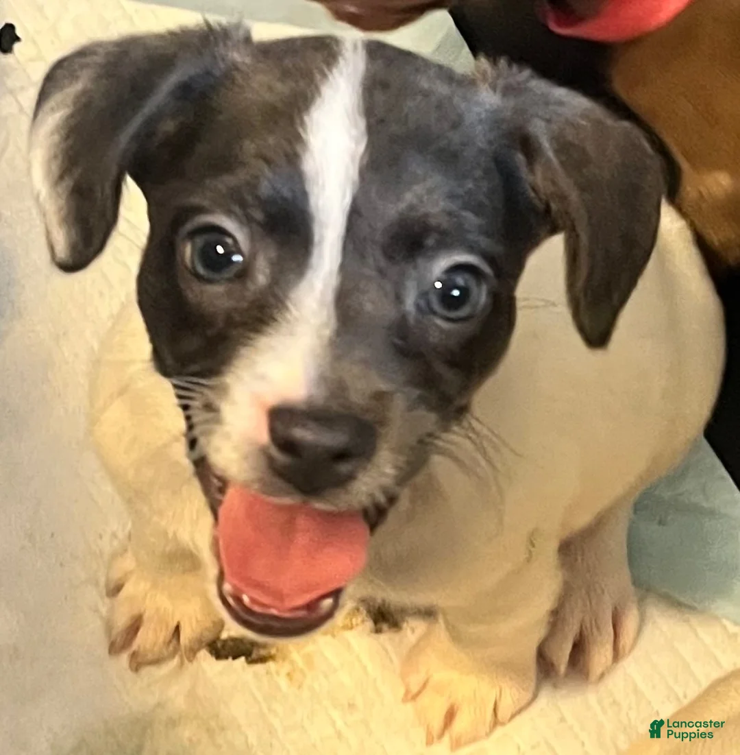 Mixed Breed dogs for sale: Bluey - Ad 1
