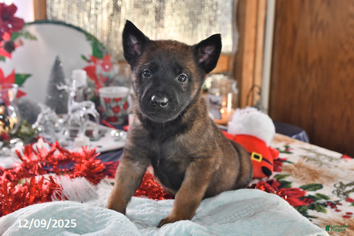 Belgian Malinois dogs Finn - Ad 17