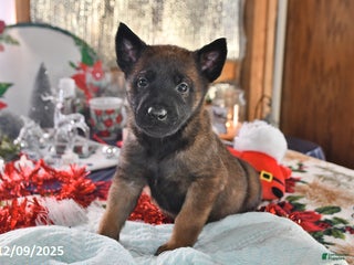 Belgian Malinois dogs Finn - Ad 20