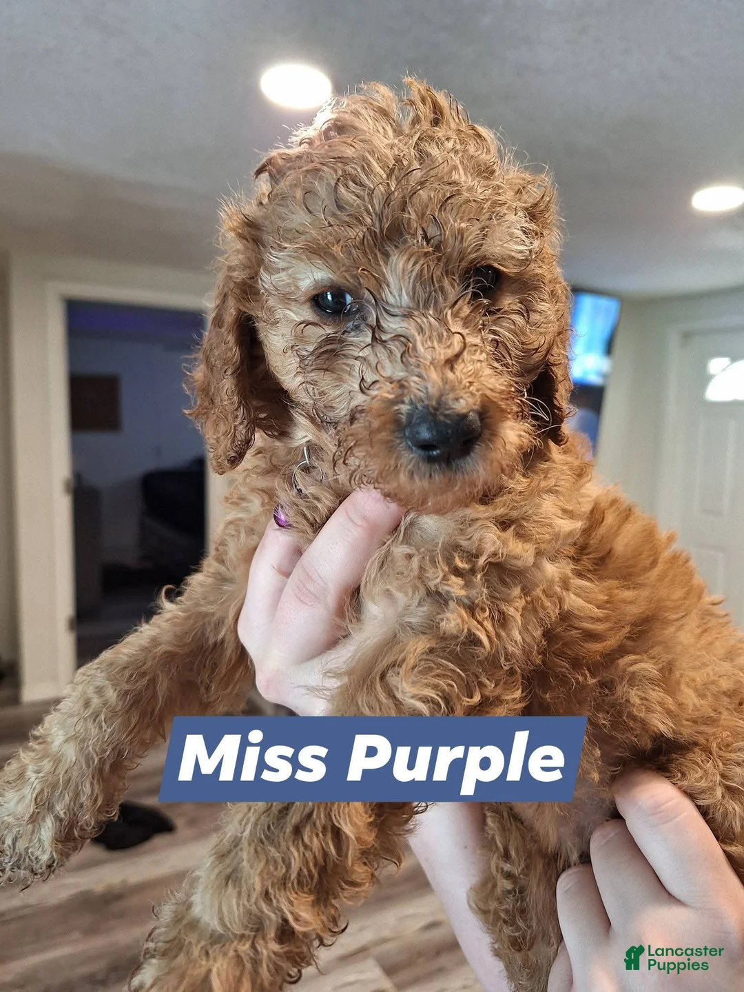 Goldendoodle dogs for sale: Goldendoodle Puppy 4 - Ad 1