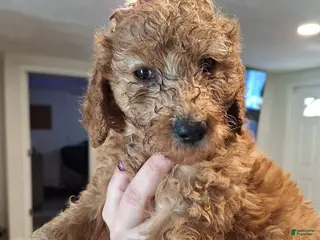 Goldendoodle dogs for sale: Goldendoodle Puppy 4 - Ad 1