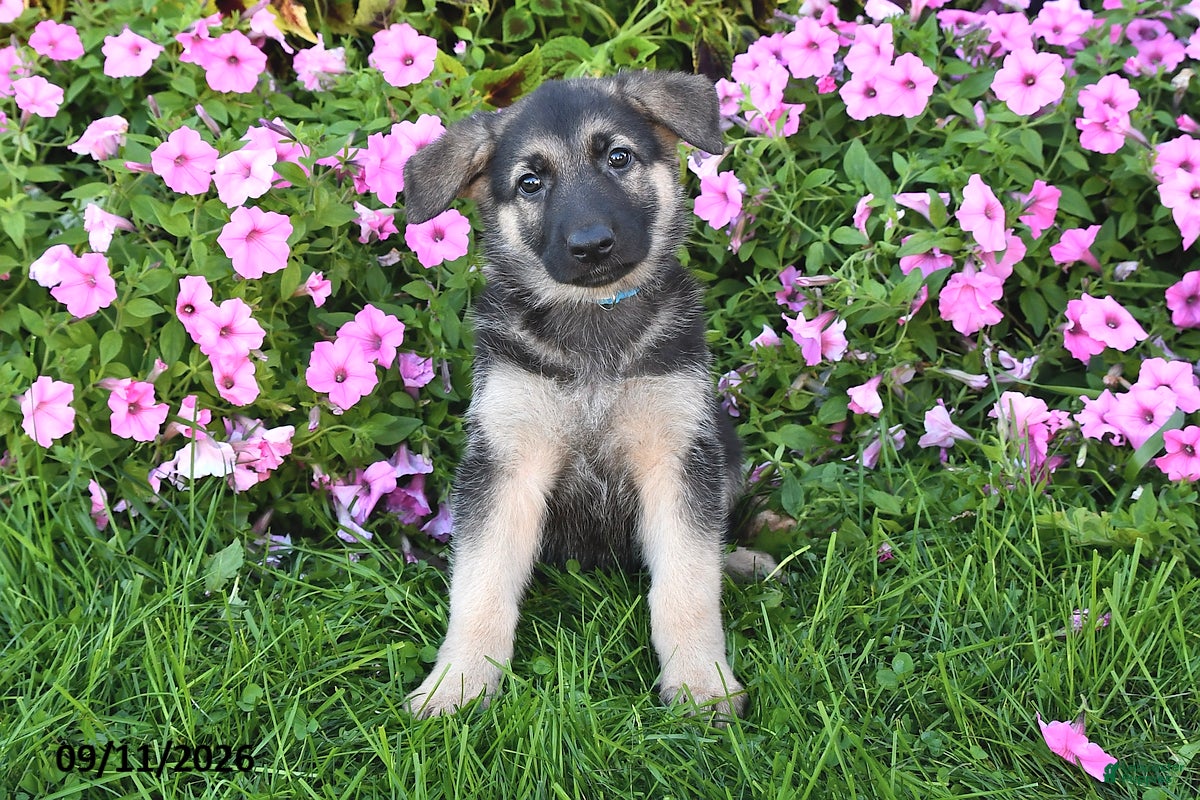 German Shepherd dogs Tessa - Ad 1