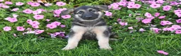 German Shepherd dogs for sale: Tessa - Ad 1