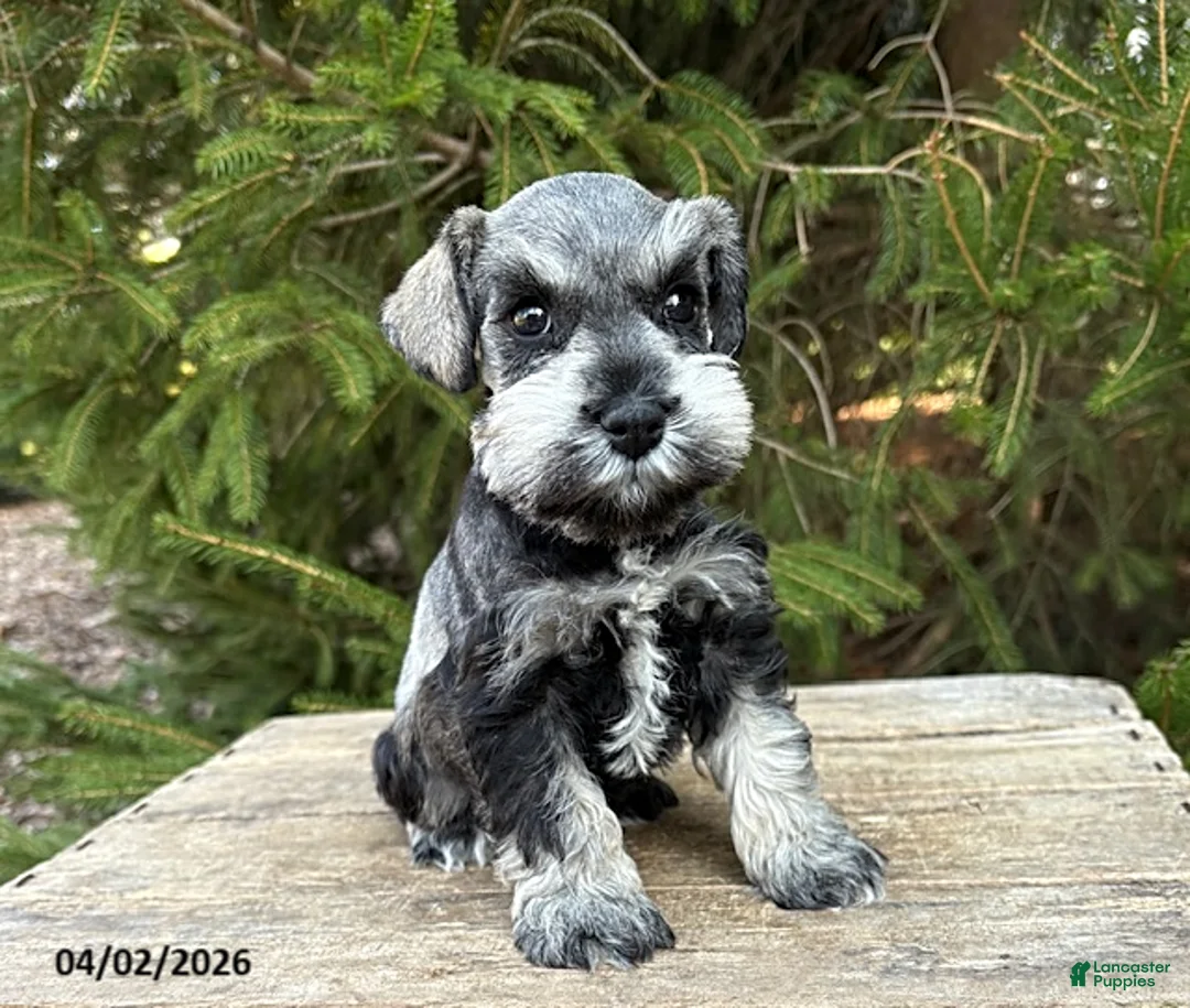 Miniature Schnauzer dogs for sale: Lacey - Ad 1