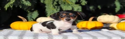 Dachshund dogs for sale: Holly - Ad 6