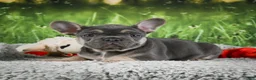 French Bulldog dogs for sale: Melody - Ad 3