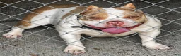 American Bully dogs for sale: American Bully 3 - Ad 2