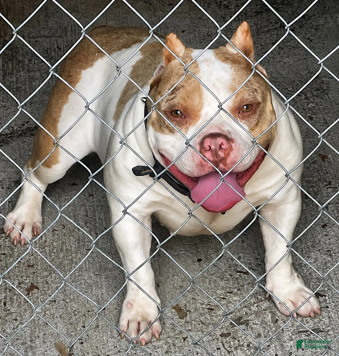 American Bully dogs for sale: American Bully 3 - Ad 2