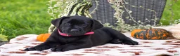 Labrador Retriever dogs for sale: Chelsea - Ad 4