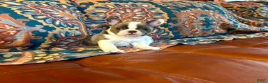Gizmo - rare pocket size