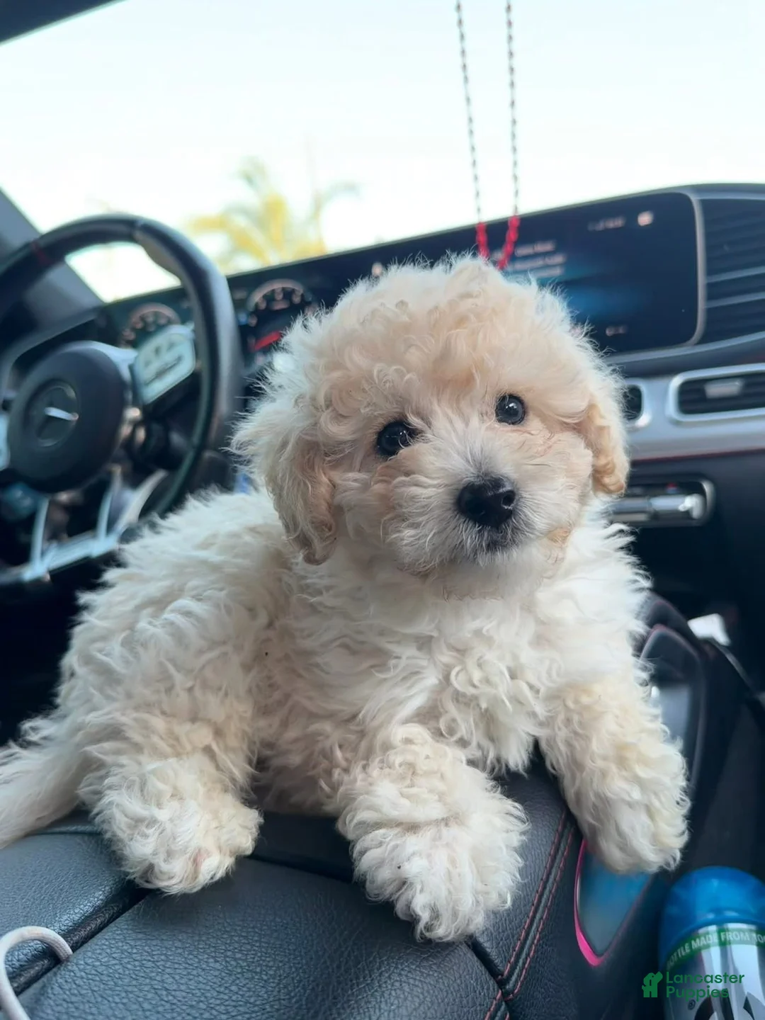 Toy Poodle dogs for sale: Toy Poodle 2 - Ad 1