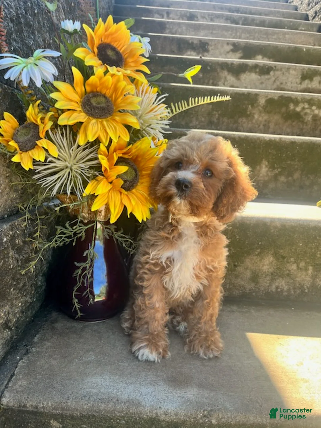 Cavapoo dogs for sale: Loki - Ad 2