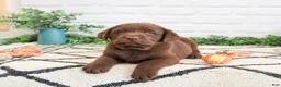 Labrador Retriever dogs for sale: Pumbaa  - Ad 5