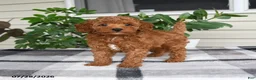 Miniature Poodle dogs for sale: Windson - Ad 3