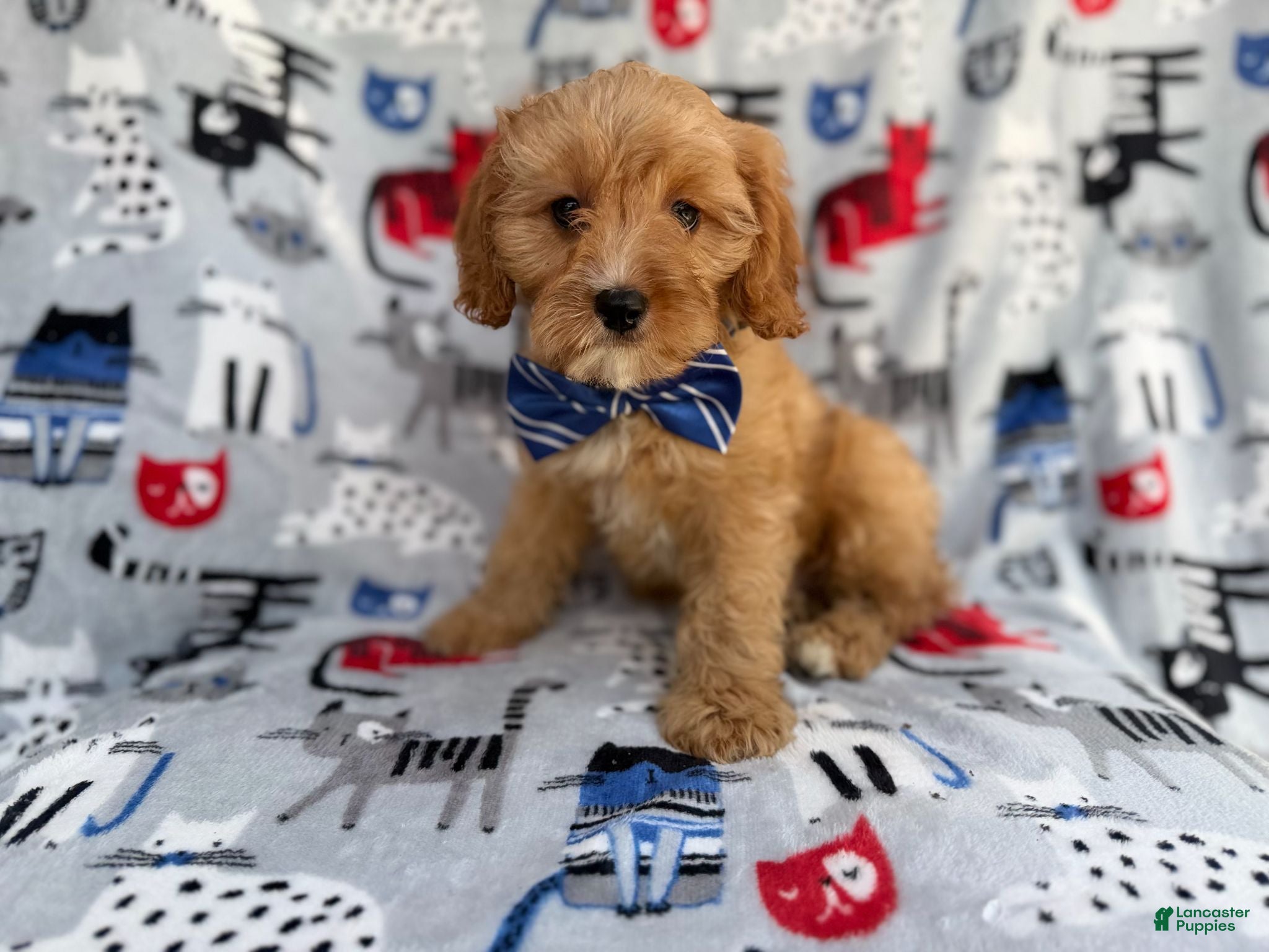 Cavapoo dogs Conner - Ad 18